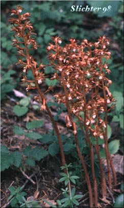 Spotted Coralroot, Pacific Coralroot: Corallorhiza maculata