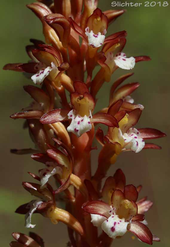 Pacific Coralroot, Spotted Coralroot, Spotted Coral Root, Summer Coralroot: Corallorhiza maculata (Synonyms: Corallorhiza maculata var. immaculata, Corallorhiza maculata var. maculata, Corallorhiza maculata var. occidentalis)