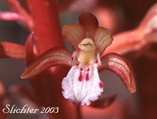 Spotted Coralroot, Pacific Coralroot: Corallorhiza maculata