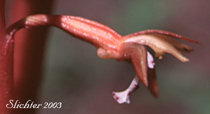 Spotted Coralroot, Pacific Coralroot: Corallorhiza maculata