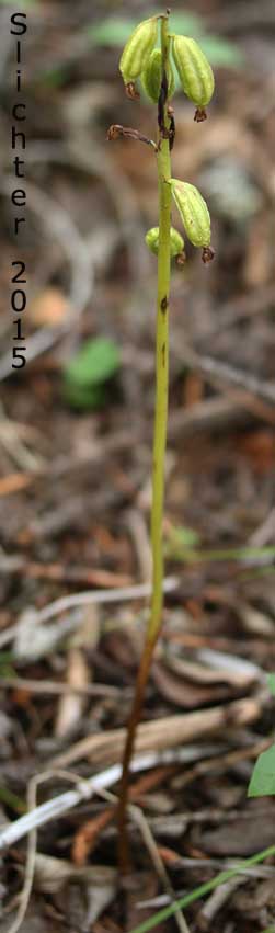 Northern Coralroot, Yellow Coralroot: Corallorhiza trifida (Synonyms: Corallorhiza corallorhiza, Corallorhiza corallorhiza var. coloradensis, Corallorhiza innata, Corallorhiza verna, Corallorhiza wyomingensis)