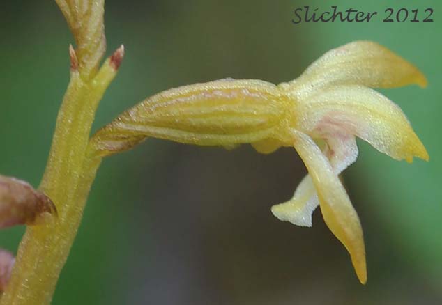 Close-up sideview of the flower of Northern Coralroot, Yellow Coralroot: Corallorhiza trifida (Synonyms: Corallorhiza corallorhiza, Corallorhiza corallorhiza var. coloradensis, Corallorhiza innata, Corallorhiza verna, Corallorhiza wyomingensis)