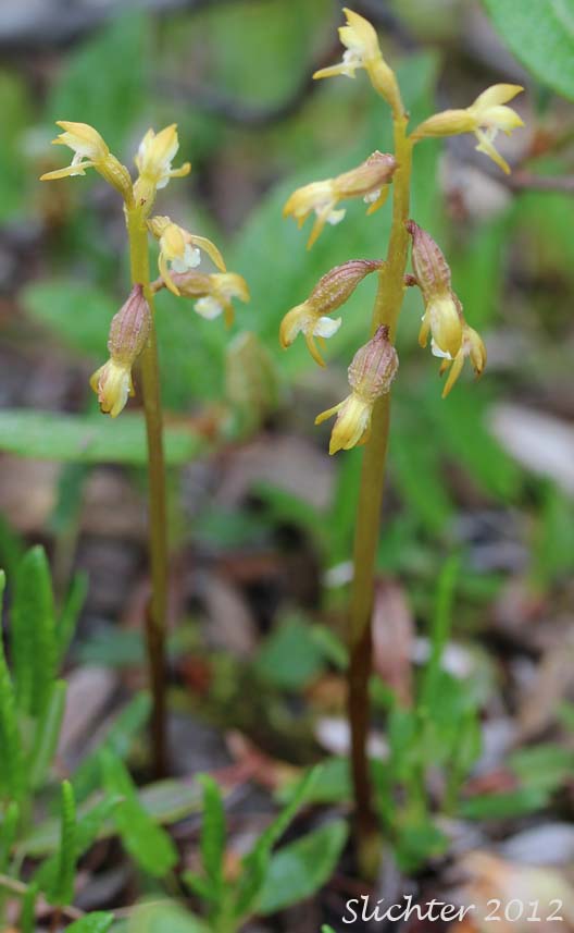 Northern Coralroot, Yellow Coralroot: Corallorhiza trifida (Synonyms: Corallorhiza corallorhiza, Corallorhiza corallorhiza var. coloradensis, Corallorhiza innata, Corallorhiza verna, Corallorhiza wyomingensis)