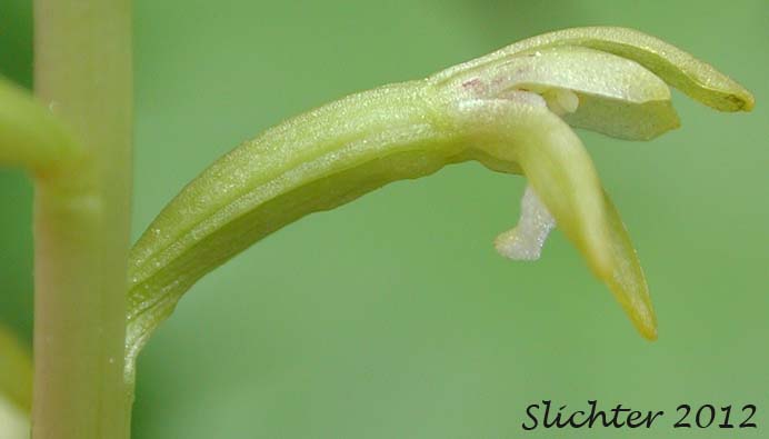 Sideview of the flower of Northern Coralroot, Yellow Coralroot: Corallorhiza trifida (Synonyms: Corallorhiza corallorhiza, Corallorhiza corallorhiza var. coloradensis, Corallorhiza innata, Corallorhiza verna, Corallorhiza wyomingensis)
