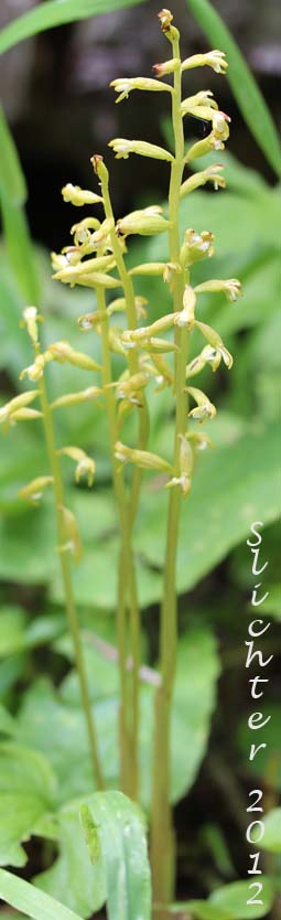 Northern Coralroot, Yellow Coralroot: Corallorhiza trifida (Synonyms: Corallorhiza corallorhiza, Corallorhiza corallorhiza var. coloradensis, Corallorhiza innata, Corallorhiza verna, Corallorhiza wyomingensis)