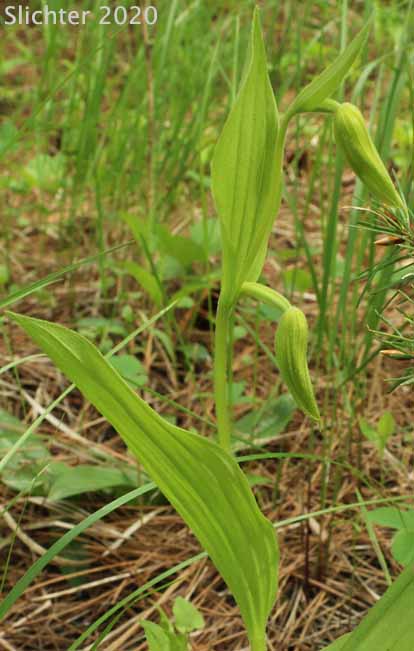 Flower buds of Mountain Lady Slipper, Mountain Lady's Slipper: Cypripedium montanum
