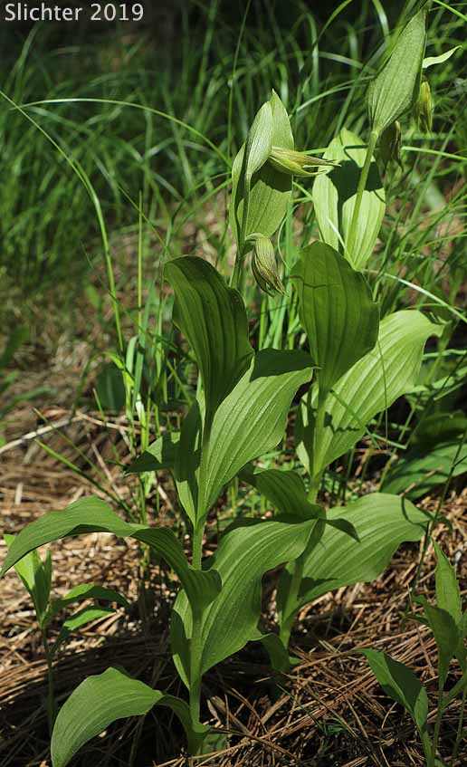 Mountain Lady Slipper, Mountain Lady's Slipper: Cypripedium montanum