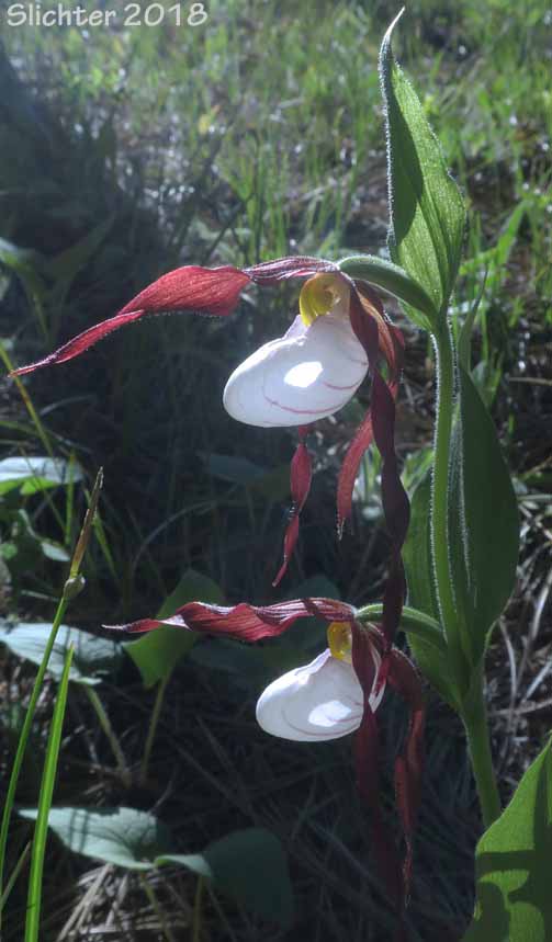 Mountain Lady Slipper, Mountain Lady's Slipper: Cypripedium montanum