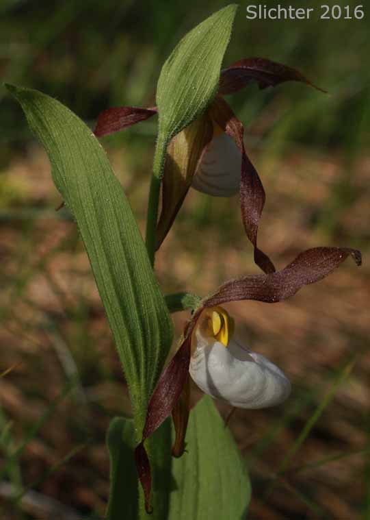 Mountain Lady Slipper, Mountain Lady's Slipper: Cypripedium montanum