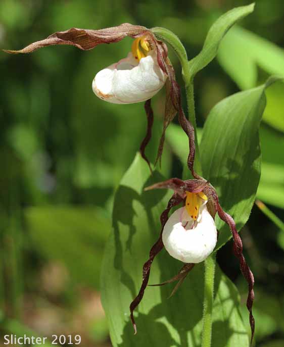 Mountain Lady Slipper, Mountain Lady's Slipper: Cypripedium montanum