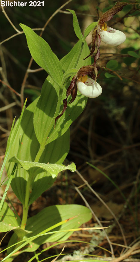 Mountain Lady Slipper, Mountain Lady's Slipper: Cypripedium montanum