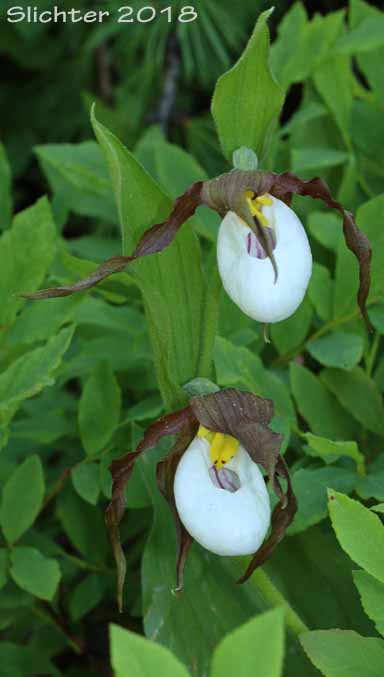 Mountain Lady Slipper, Mountain Lady's Slipper: Cypripedium montanum