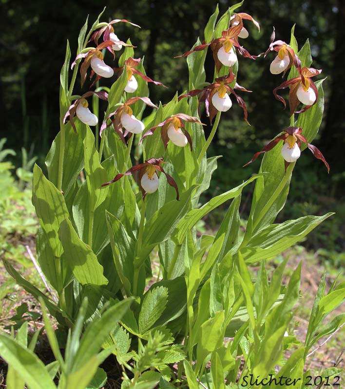Mountain Lady Slipper, Mountain Lady's Slipper: Cypripedium montanum