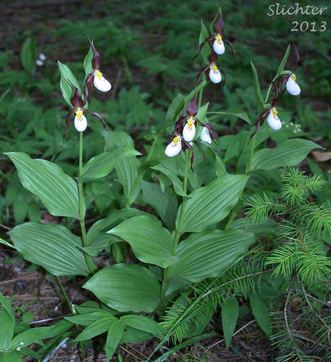 Mountain Lady Slipper, Mountain Lady's Slipper: Cypripedium montanum
