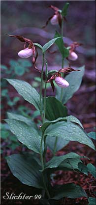 Mountain Lady Slipper, Mountain Lady's Slipper: Cypripedium montanum