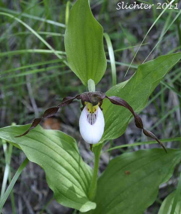 Mountain Lady Slipper, Mountain Lady's Slipper: Cypripedium montanum