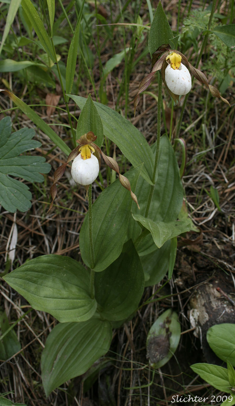 Mountain Lady Slipper, Mountain Lady's Slipper: Cypripedium montanum