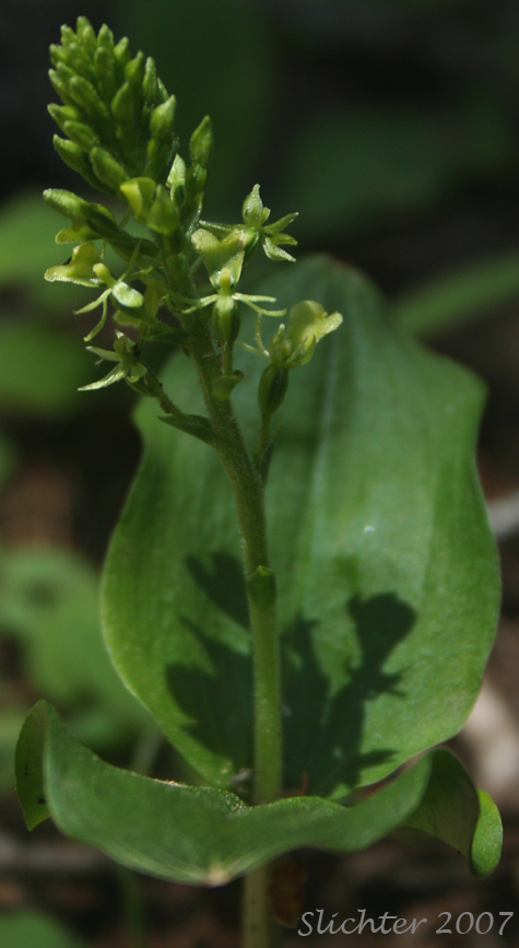 Northwest Twayblade, Northwestern Twayblade, Western Twayblade: Neottia banksiana (Synonyms: Listera caurina, Listera retusa, Ophrys caurina)