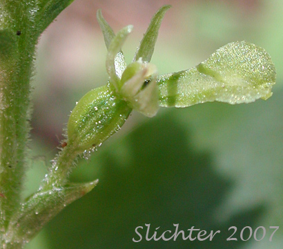 Close-up sideview of a flower of Northwest Twayblade, Northwestern Twayblade, Western Twayblade: Neottia banksiana (Synonyms: Listera caurina, Listera retusa, Ophrys caurina)
