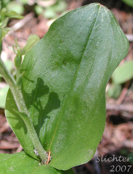 Northwest Twayblade, Northwestern Twayblade, Western Twayblade: Neottia banksiana (Synonyms: Listera caurina, Listera retusa, Ophrys caurina)