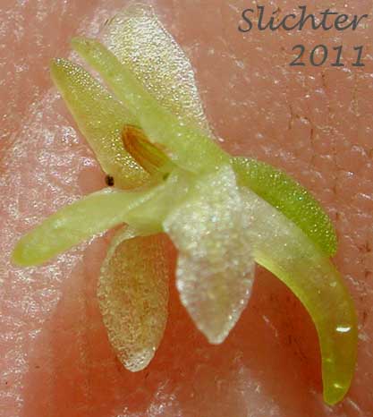 Flower of Alaska Rein Orchid, Short-spurred Bog Orchid, Short-spurred Piperia, Slender-spire Orchid: Platanthera unalascencis (Synonyms: Habenaria schischmareffiana, Habenaria unalascencis, Piperia unalascensis)