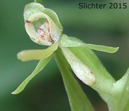 Ventral view of a flower of Green Bog Orchid, Green-flowered Bog Orchid, Northern Green Bog Orchid: Platanthera huronensis (Synonyms: Habenaria hyperborea, Habenaria A-media, Limnorchis media, Orchis huronensis, Platanthera hyperborea, Platanthera hyperborea var. huronensis, Platanthera hyperborea var. hyperborea, Platanthera A-media)
