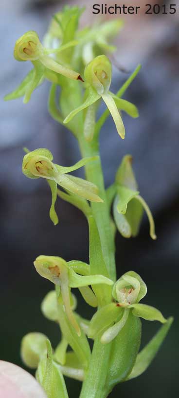 Inflorescence of Green Bog Orchid, Green-flowered Bog Orchid, Northern Green Bog Orchid: Platanthera huronensis (Synonyms: Habenaria hyperborea, Habenaria A-media, Limnorchis media, Orchis huronensis, Platanthera hyperborea, Platanthera hyperborea var. huronensis, Platanthera hyperborea var. hyperborea, Platanthera A-media)