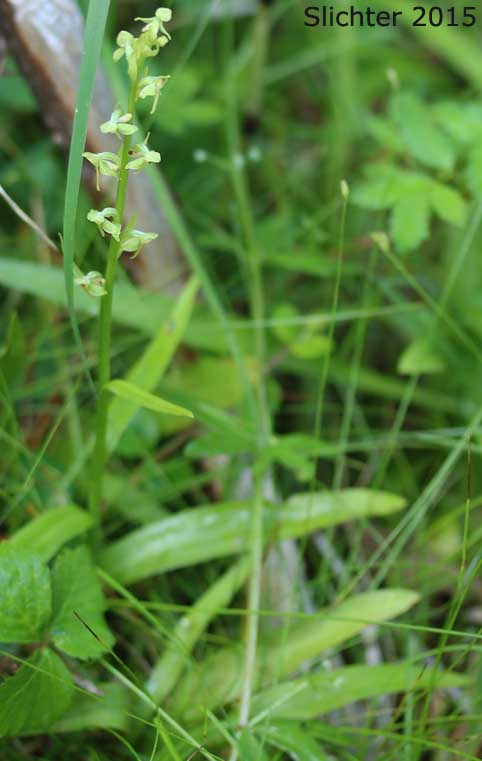 Green Bog Orchid, Green-flowered Bog Orchid, Northern Green Bog Orchid: Platanthera huronensis (Synonyms: Habenaria hyperborea, Habenaria A-media, Limnorchis media, Orchis huronensis, Platanthera hyperborea, Platanthera hyperborea var. huronensis, Platanthera hyperborea var. hyperborea, Platanthera A-media)