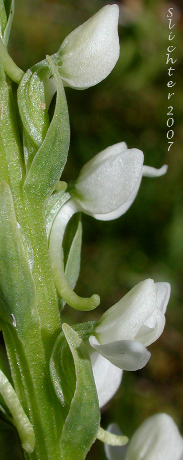 Long-spurred Bog Orchid, Sierra Bog Orchid, White Bog Orchid: Platanthera dilatata var. leucostachys (Synonyms: Habenaria dilatata var. leuchostachys, Habenaria leucostachys, Limnorchis graminifolia, Limnorchis leucostachys, Limnorchis leucostachys var. leucostachys, Limnorchis leucostachys var. robusta, Platanthera leucostachys)