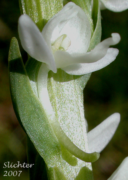 Flower of Long-spurred Bog Orchid, Sierra Bog Orchid, White Bog Orchid: Platanthera dilatata var. leucostachys (Synonyms: Habenaria dilatata var. leuchostachys, Habenaria leucostachys, Limnorchis graminifolia, Limnorchis leucostachys, Limnorchis leucostachys var. leucostachys, Limnorchis leucostachys var. robusta, Platanthera leucostachys)