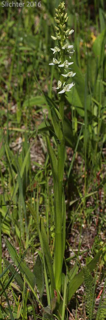 Long-spurred Bog Orchid, Sierra Bog Orchid, White Bog Orchid: Platanthera dilatata var. leucostachys (Synonyms: Habenaria dilatata var. leuchostachys, Habenaria leucostachys, Limnorchis graminifolia, Limnorchis leucostachys, Limnorchis leucostachys var. leucostachys, Limnorchis leucostachys var. robusta, Platanthera leucostachys)