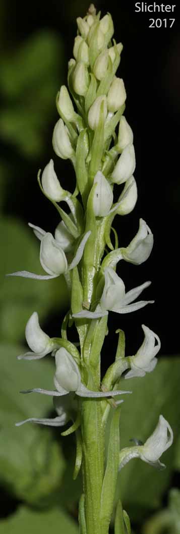 Long-spurred Bog Orchid, Sierra Bog Orchid, White Bog Orchid: Platanthera dilatata var. leucostachys (Synonyms: Habenaria dilatata var. leuchostachys, Habenaria leucostachys, Limnorchis graminifolia, Limnorchis leucostachys, Limnorchis leucostachys var. leucostachys, Limnorchis leucostachys var. robusta, Platanthera leucostachys)