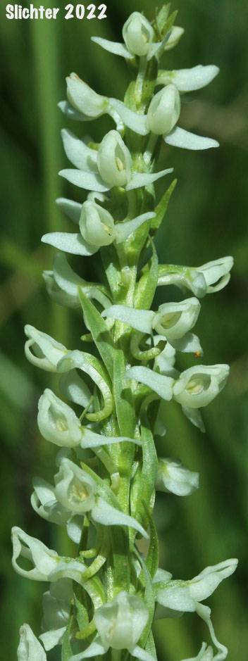 Inflorescence of Long-spurred Bog Orchid, Sierra Bog Orchid, White Bog Orchid: Platanthera dilatata var. leucostachys (Synonyms: Habenaria dilatata var. leuchostachys, Habenaria leucostachys, Limnorchis graminifolia, Limnorchis leucostachys, Limnorchis leucostachys var. leucostachys, Limnorchis leucostachys var. robusta, Platanthera leucostachys)