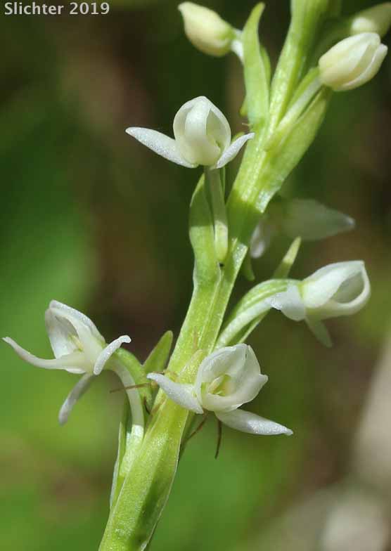 Flowers of Long-spurred Bog Orchid, Sierra Bog Orchid, White Bog Orchid: Platanthera dilatata var. leucostachys (Synonyms: Habenaria dilatata var. leuchostachys, Habenaria leucostachys, Limnorchis graminifolia, Limnorchis leucostachys, Limnorchis leucostachys var. leucostachys, Limnorchis leucostachys var. robusta, Platanthera leucostachys)