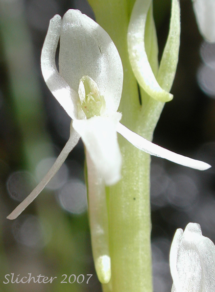 Long-spurred Bog Orchid, Sierra Bog Orchid, White Bog Orchid: Platanthera dilatata var. leucostachys (Synonyms: Habenaria dilatata var. leuchostachys, Habenaria leucostachys, Limnorchis graminifolia, Limnorchis leucostachys, Limnorchis leucostachys var. leucostachys, Limnorchis leucostachys var. robusta, Platanthera leucostachys)