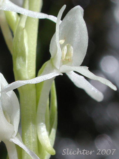 Flower of Long-spurred Bog Orchid, Sierra Bog Orchid, White Bog Orchid: Platanthera dilatata var. leucostachys (Synonyms: Habenaria dilatata var. leuchostachys, Habenaria leucostachys, Limnorchis graminifolia, Limnorchis leucostachys, Limnorchis leucostachys var. leucostachys, Limnorchis leucostachys var. robusta, Platanthera leucostachys)