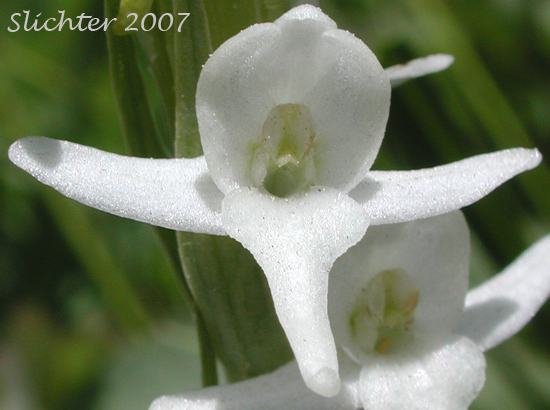 Long-spurred Bog Orchid, Sierra Bog Orchid, White Bog Orchid: Platanthera dilatata var. leucostachys (Synonyms: Habenaria dilatata var. leuchostachys, Habenaria leucostachys, Limnorchis graminifolia, Limnorchis leucostachys, Limnorchis leucostachys var. leucostachys, Limnorchis leucostachys var. robusta, Platanthera leucostachys)