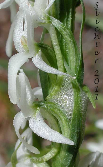 Close-up of the inflorescence of Long-spurred Bog Orchid, Sierra Bog Orchid, White Bog Orchid: Platanthera dilatata var. leucostachys (Synonyms: Habenaria dilatata var. leuchostachys, Habenaria leucostachys, Limnorchis graminifolia, Limnorchis leucostachys, Limnorchis leucostachys var. leucostachys, Limnorchis leucostachys var. robusta, Platanthera leucostachys)