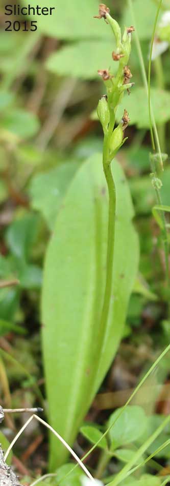 Blunt-leaf Rein Orchid, Blunt-leaved Rein Orchid, One-flowered Rein Orchid, Small Northern Bog Orchid: Platanthera obtusata ssp. obtusata (Synonym: Habenaria obtusata)