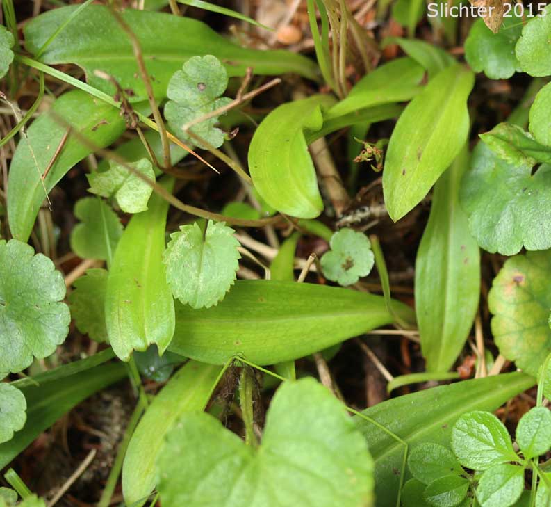Blunt-leaf Rein Orchid, Blunt-leaved Rein Orchid, One-flowered Rein Orchid, Small Northern Bog Orchid: Platanthera obtusata ssp. obtusata (Synonym: Habenaria obtusata)
