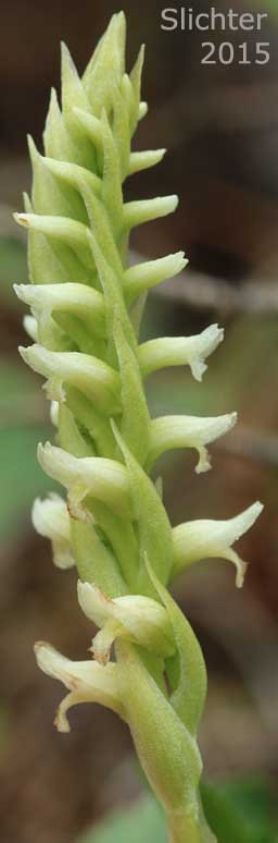 Inflorescence of Hooded Ladie's Tresses: Spiranthes romanzoffiana (Synonym: Spiranthes romanzoffiana var. romanzoffiana)