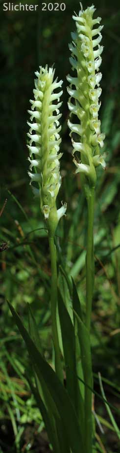Inflorescence of Hooded Ladie's Tresses: Spiranthes romanzoffiana (Synonym: Spiranthes romanzoffiana var. romanzoffiana)