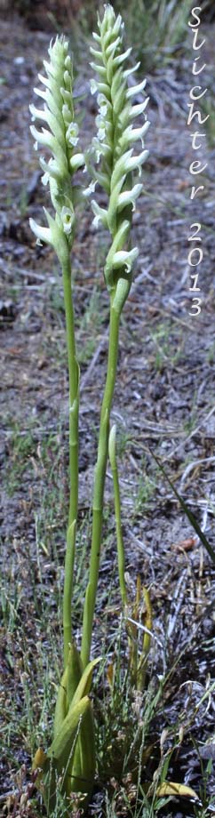 Hooded Ladie's Tresses: Spiranthes romanzoffiana (Synonym: Spiranthes romanzoffiana var. romanzoffiana)