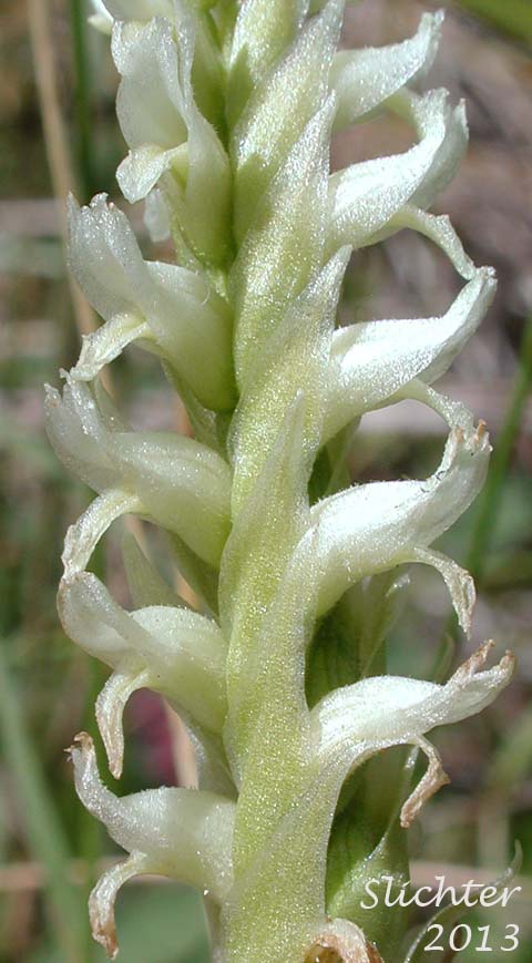 Close-up of the inflorescence of Hooded Ladie's Tresses: Spiranthes romanzoffiana (Synonym: Spiranthes romanzoffiana var. romanzoffiana)