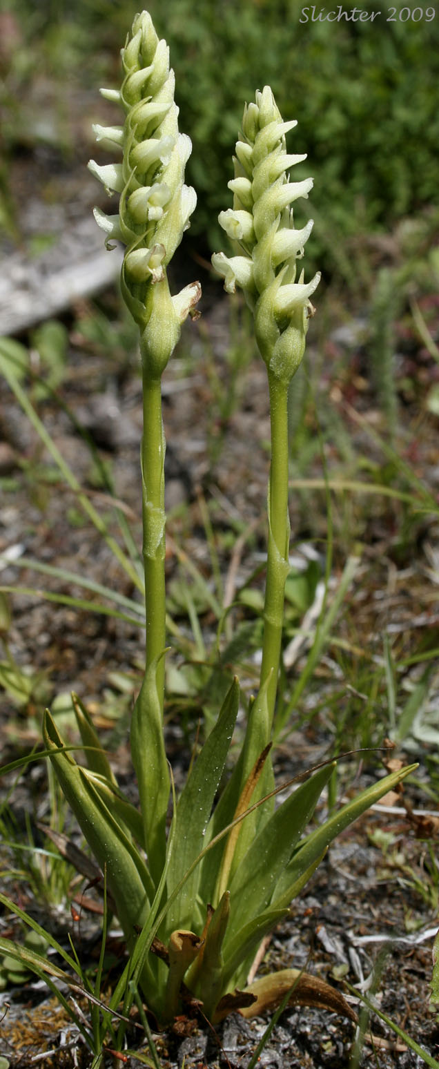 Hooded ladies' tresses: Spiranthes romanzoffiana (Synonym: Spiranthes romanzoffiana var. romanzoffiana)