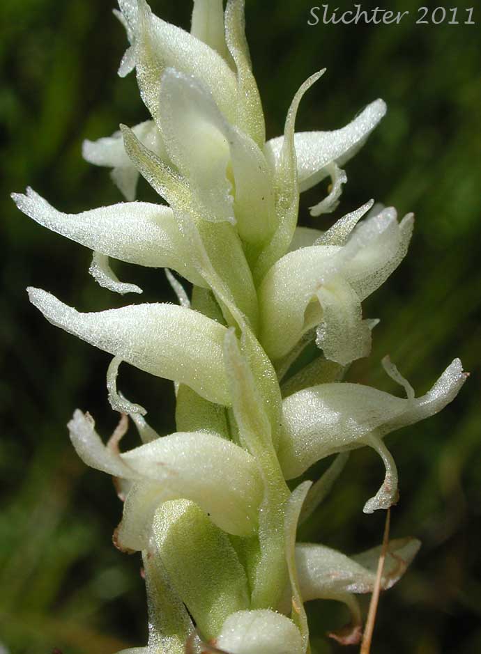 Close-up of the inflorescence of Hooded Ladie's Tresses: Spiranthes romanzoffiana (Synonym: Spiranthes romanzoffiana var. romanzoffiana)