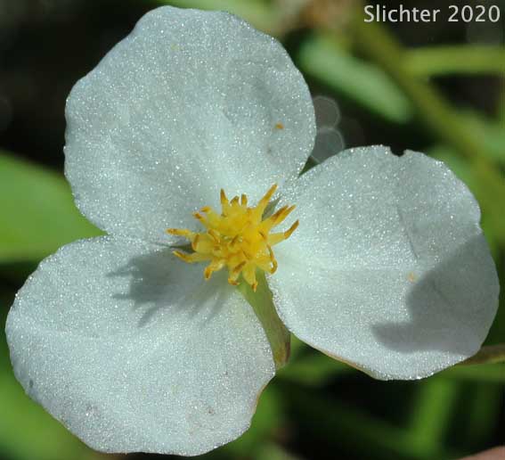 Wapato, Arumleaf Arrowhead, Arum-leaved Arrowhead: Sagittaria cuneata (Synonym: Sagittaria arifolia