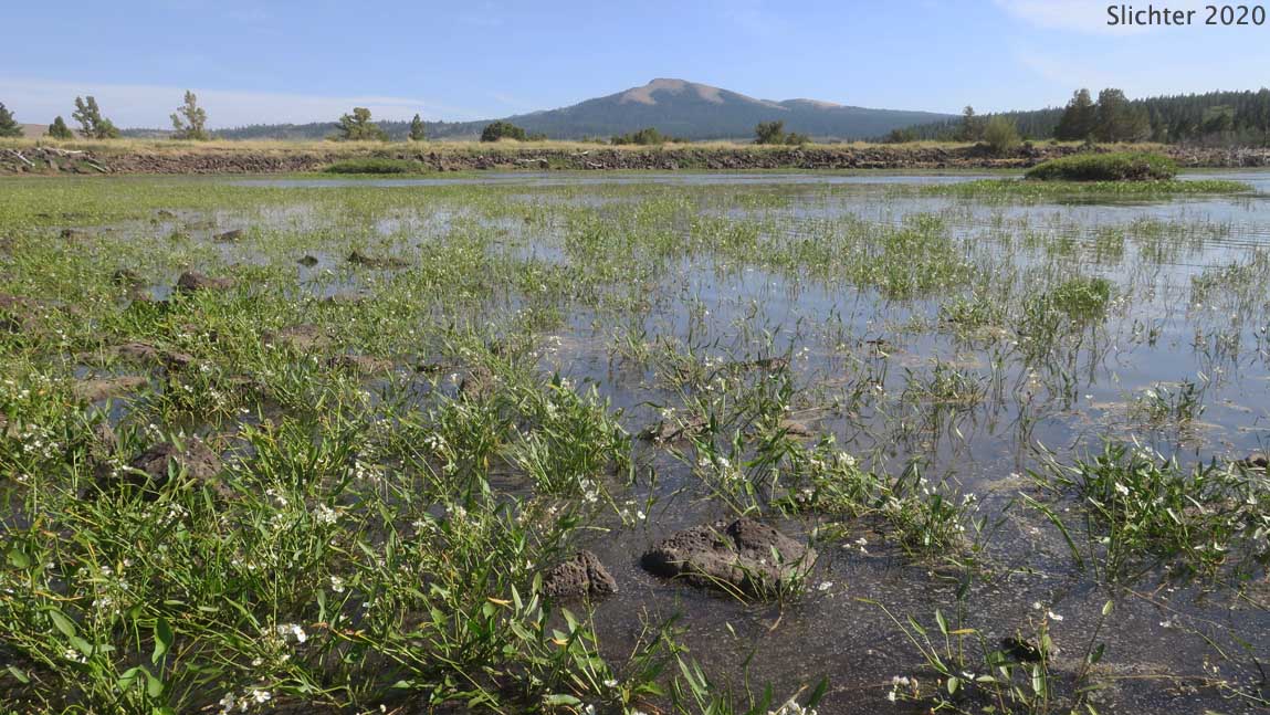 Habitat of Wapato, Arumleaf Arrowhead, Arum-leaved Arrowhead: Sagittaria cuneata (Synonym: Sagittaria arifolia