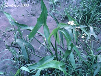 Broadleaf Arrowhead, Common Arrowhead, Wapato, Duck Potato: Sagittaria latifolia (Synonyms: Sagittaria esculenta, Sagittaria latifolia var. latifolia, Sagitarria latifolia var. obtusa, Sagittaria latifolia var. pubescens)