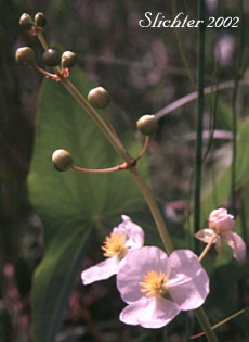 Broadleaf Arrowhead, Common Arrowhead, Wapato, Duck Potato: Sagittaria latifolia (Synonyms: Sagittaria esculenta, Sagittaria latifolia var. latifolia, Sagitarria latifolia var. obtusa, Sagittaria latifolia var. pubescens)